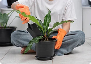 Person with a shovel about to unroot a plant from its pot