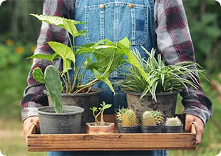 Person holding a tray of succulents