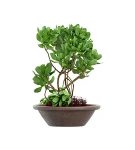 Picture of American Marigold plant