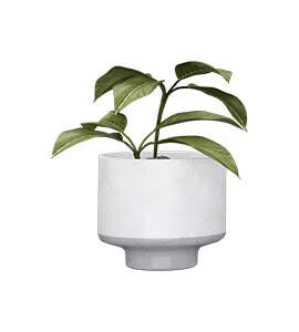 Picture of Bloody Cranesbill plant