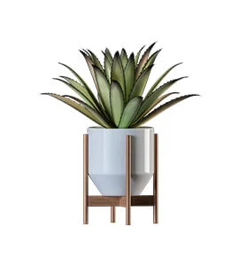 Picture of Butterfly Weed plant