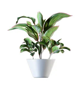 Picture of Doublefile Viburnum plant