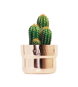 Picture of Feather Reed Grass plant